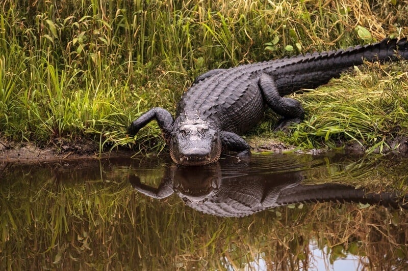 An alligator walking into a pond