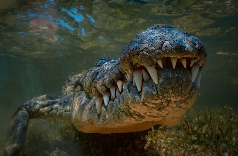 Close up view of crocodile teeth and jaw