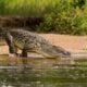 Adult crocodile walking into the water