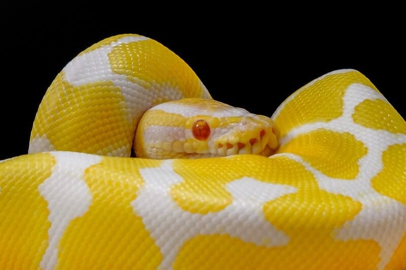 An albino ball python resting