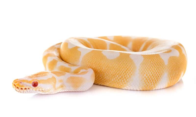 A coiled up albino ball python