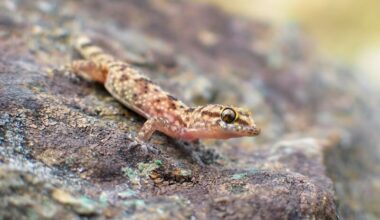 One Mediterranean house gecko on a rock
