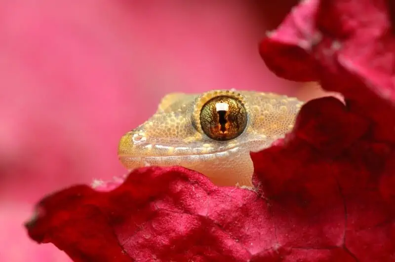 A playful Mediterranean house gecko climbing on a leaf