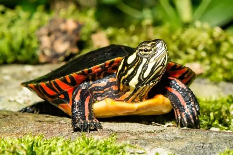 A painted turtle basking in the sun