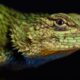 Close up of an emerald swift lizard