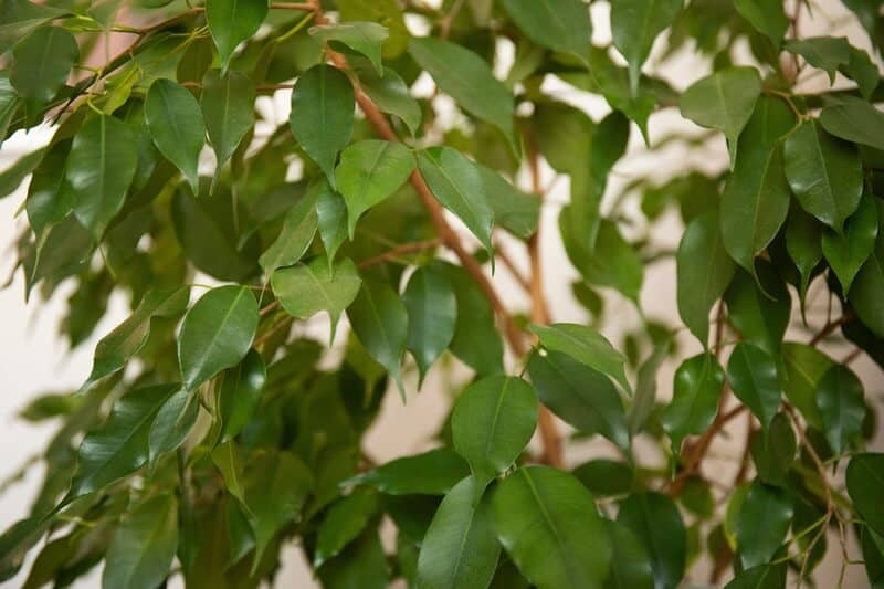 Ficus benjamina plant