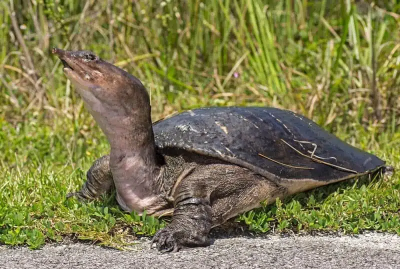 An adult Florida softshell turtle outside