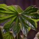 A Japanese aralia plant for chameleons