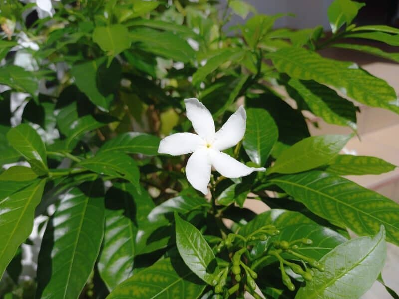 Jasmine plant that can be used for chameleons