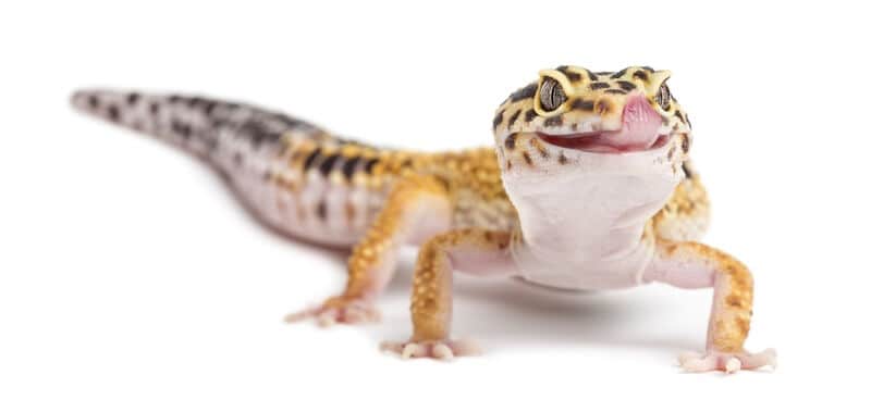A leopard gecko inside an enclosure