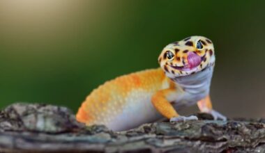 An adult leopard gecko not eating for normal reasons