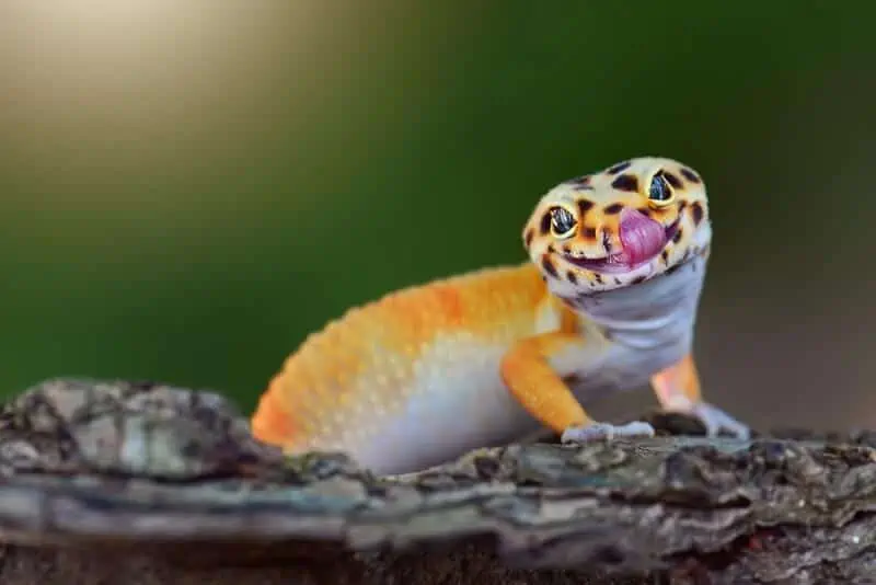 An adult leopard gecko not eating for normal reasons