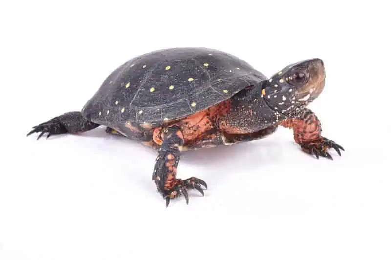 A little adult spotted turtle