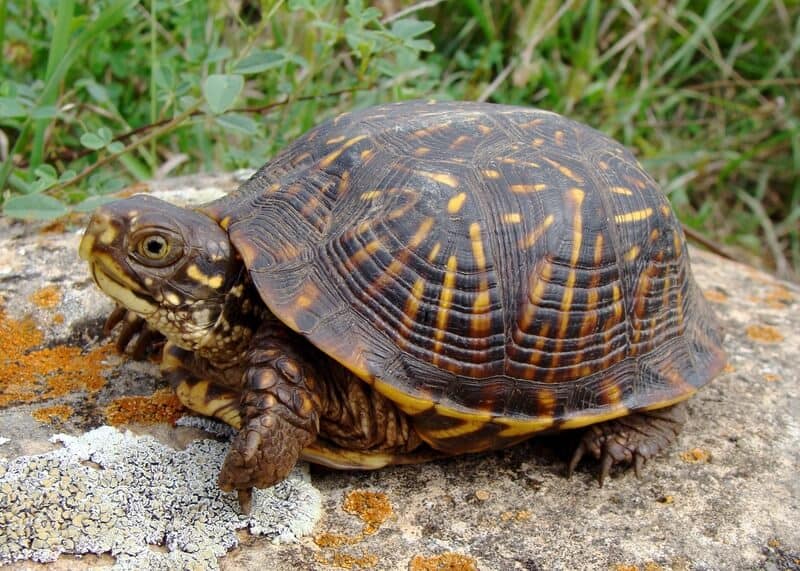 An ornate box turtle that stays small forever