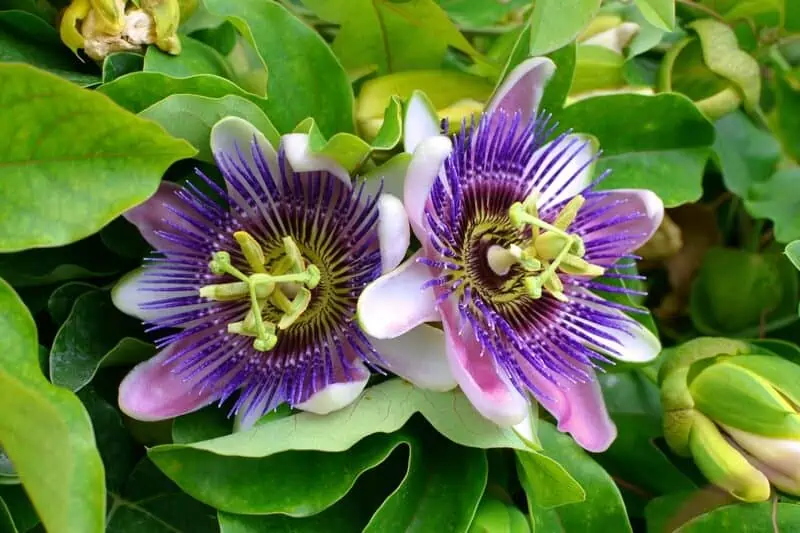A passion flower which is one of the best plants for chameleons