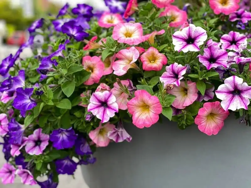 A petunia that can be used for chameleons