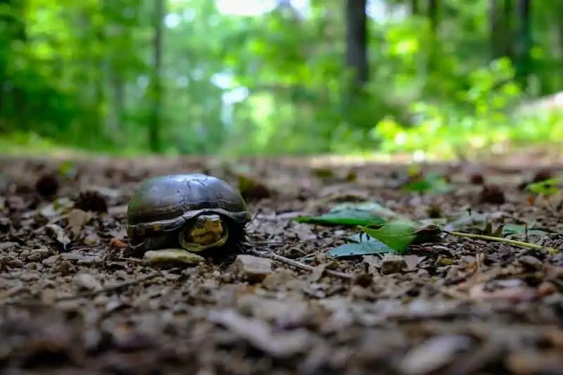 A small eastern mud turtle walking on the ground