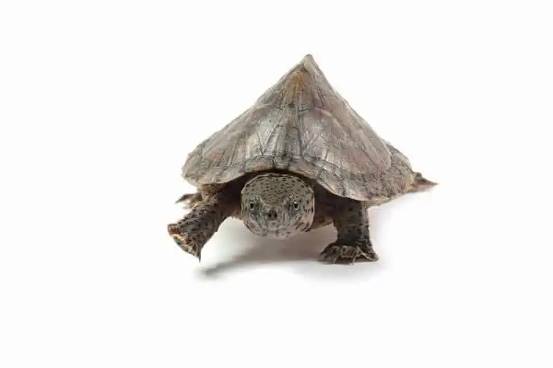 A small razorback musk turtle