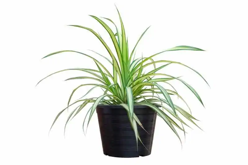 A spider plant which is good for chameleons