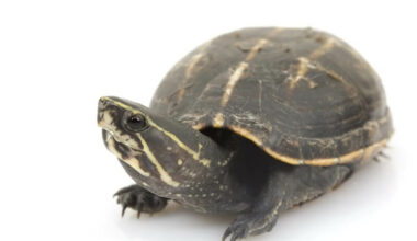 A striped mud turtle that stays small