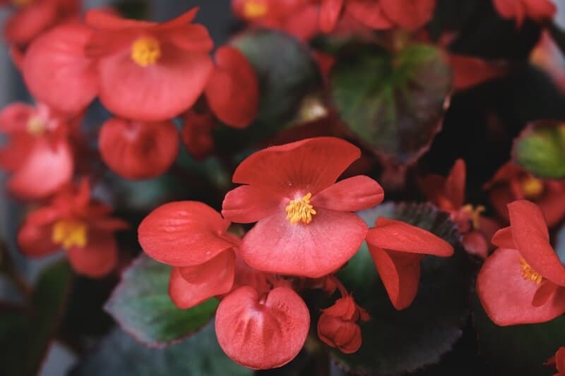 Wax begonia which is safe for chameleons