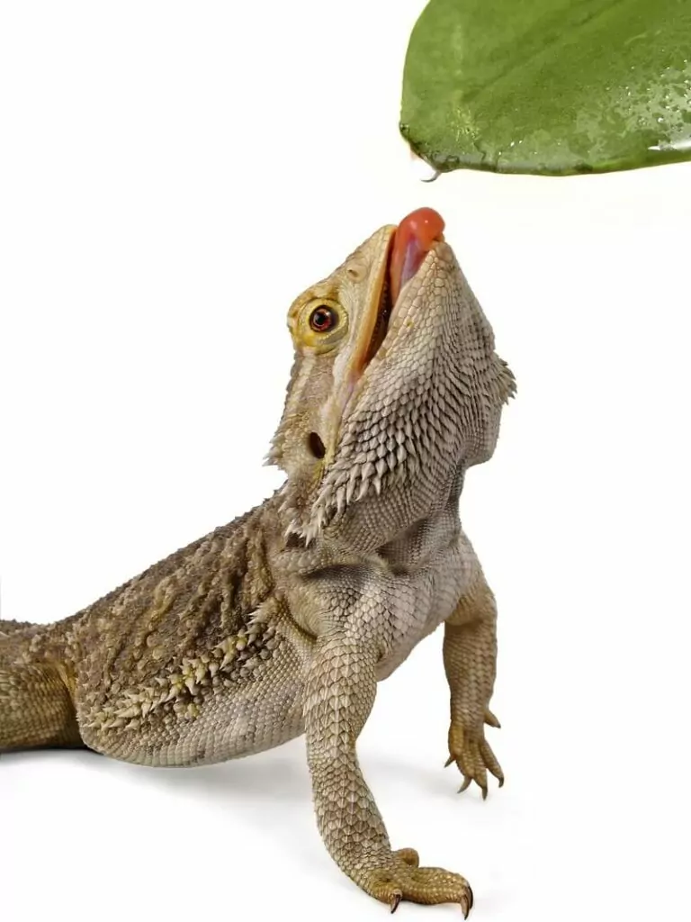 Adult bearded dragon that is licking to determine the taste of some food