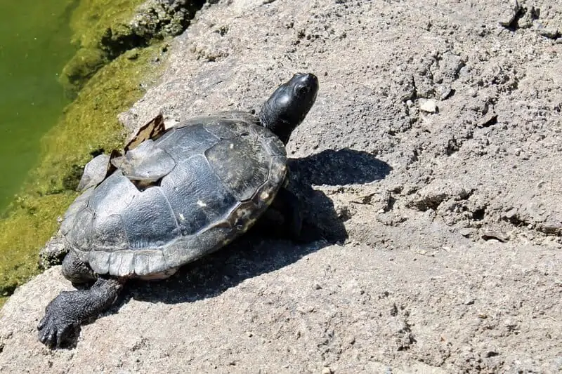 A turtle outdoors with a shedding shell