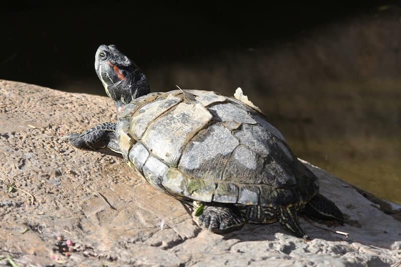 Turtle Shell Peeling & Shedding: Is This Normal?