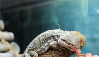 A bearded dragon preparing to eat a mealworm