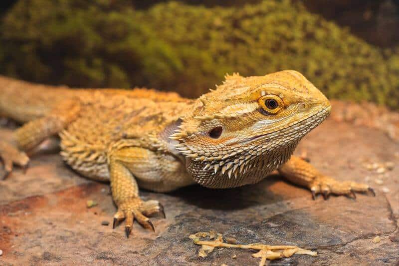 A bearded dragon that doesn't stink