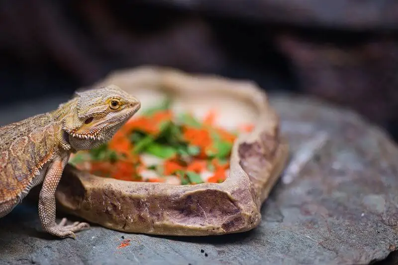 A bearded dragon that's ready to eat cilantro