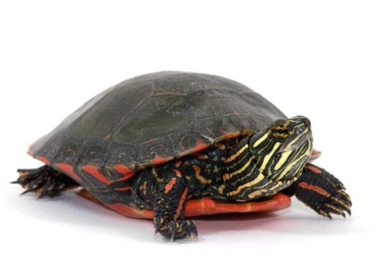Do Turtles Make Good Pets? What You Need To Know
