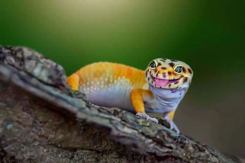 Adult leopard gecko considering eating fruit