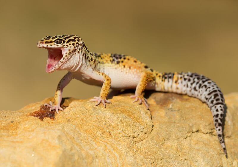 A leopard gecko that has recovered from mouth rot
