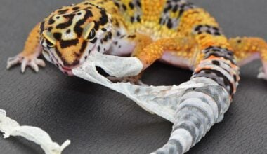 A leopard gecko shedding