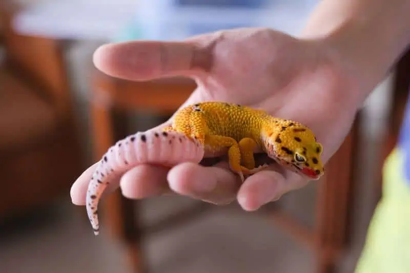 A leopard gecko that has recovered from having tail rot