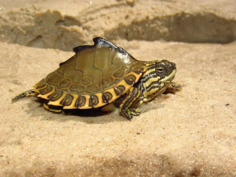 Good Mississippi map turtle pet