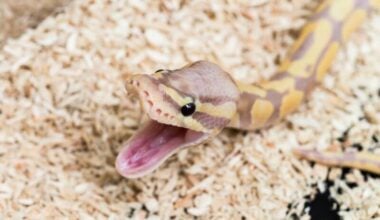 A ball python yawning
