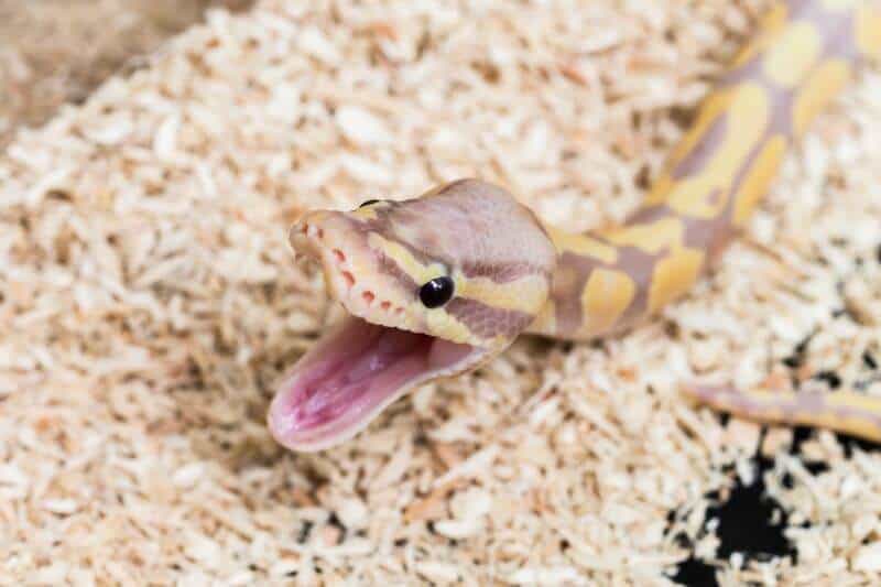 A ball python yawning