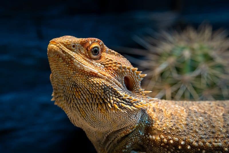 A bearded dragon after recovering from sunken eyes