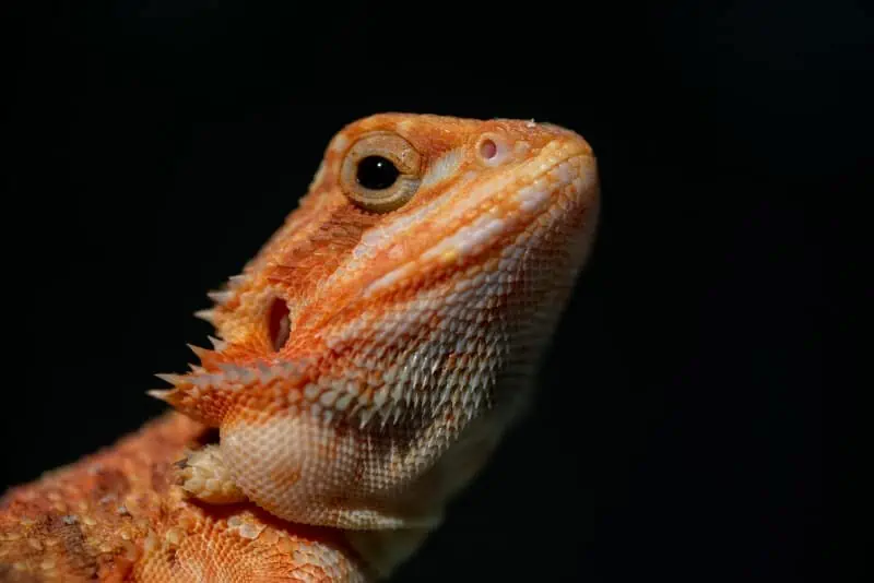 An adult bearded dragon after throwing up