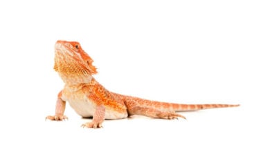 A bearded dragon with a tail that cannot drop or be regrown