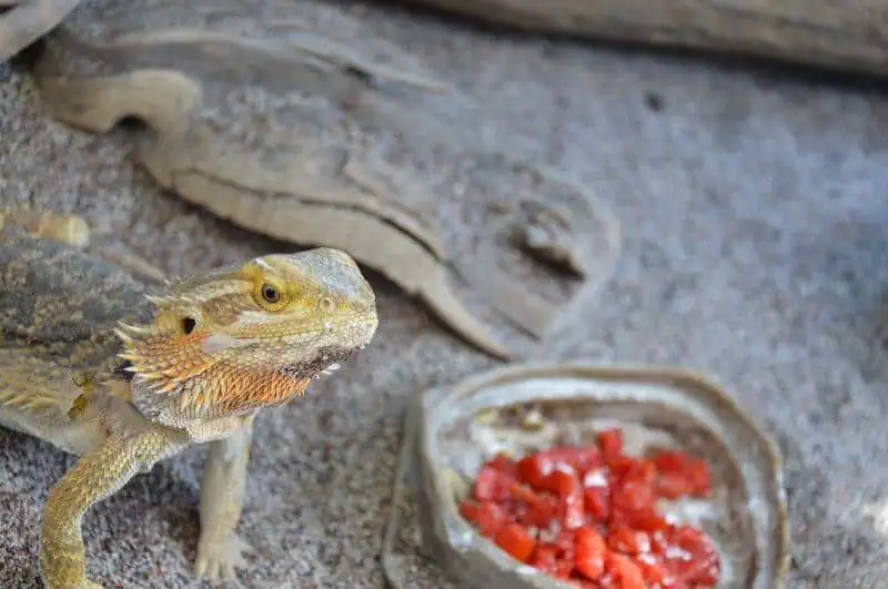 A bearded dragon preparing to eat some bell pepper