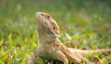 A bearded dragon that should not eat chicken