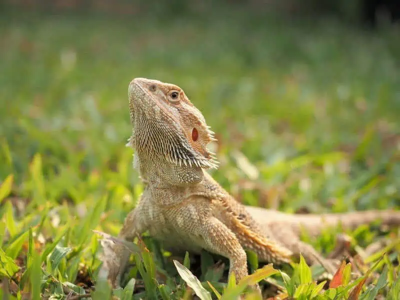 A bearded dragon that should not eat chicken