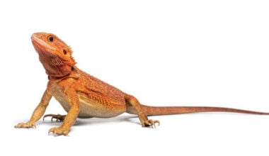 A bearded dragon that can eat mice