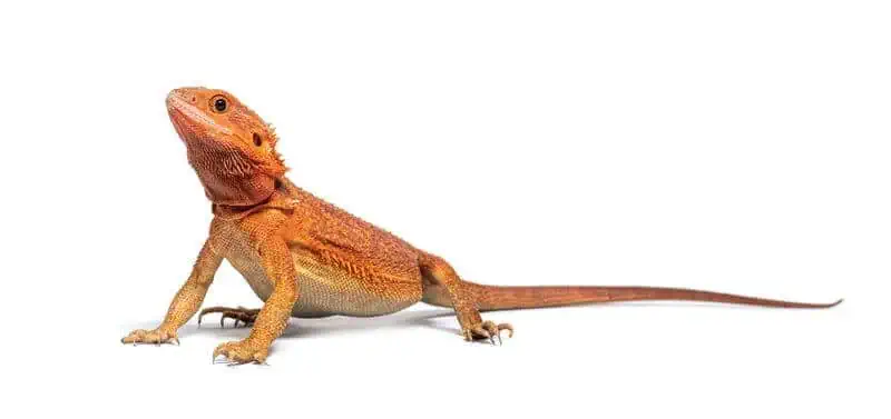 A bearded dragon that can eat mice