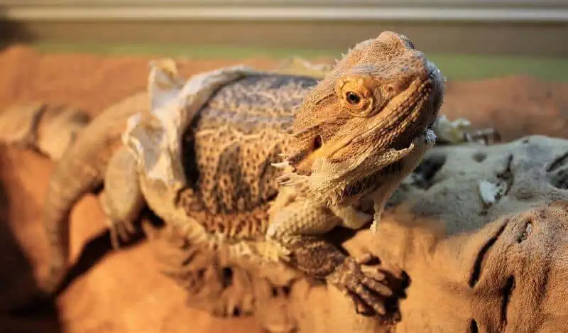 A bearded dragon that has eaten some of its shed