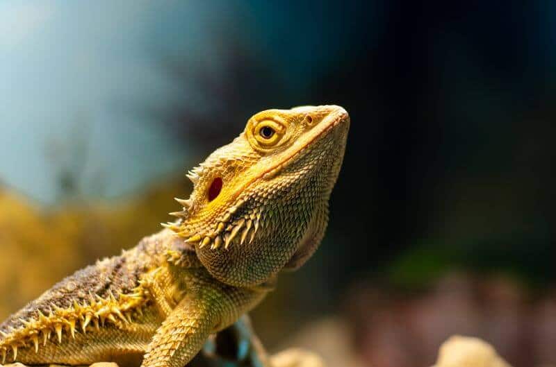 Do Bearded Dragons Need Heat At Night? It Depends...