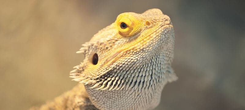 An adult bearded dragon looking around